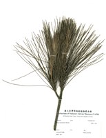 藏品(臺灣二葉松)的圖片